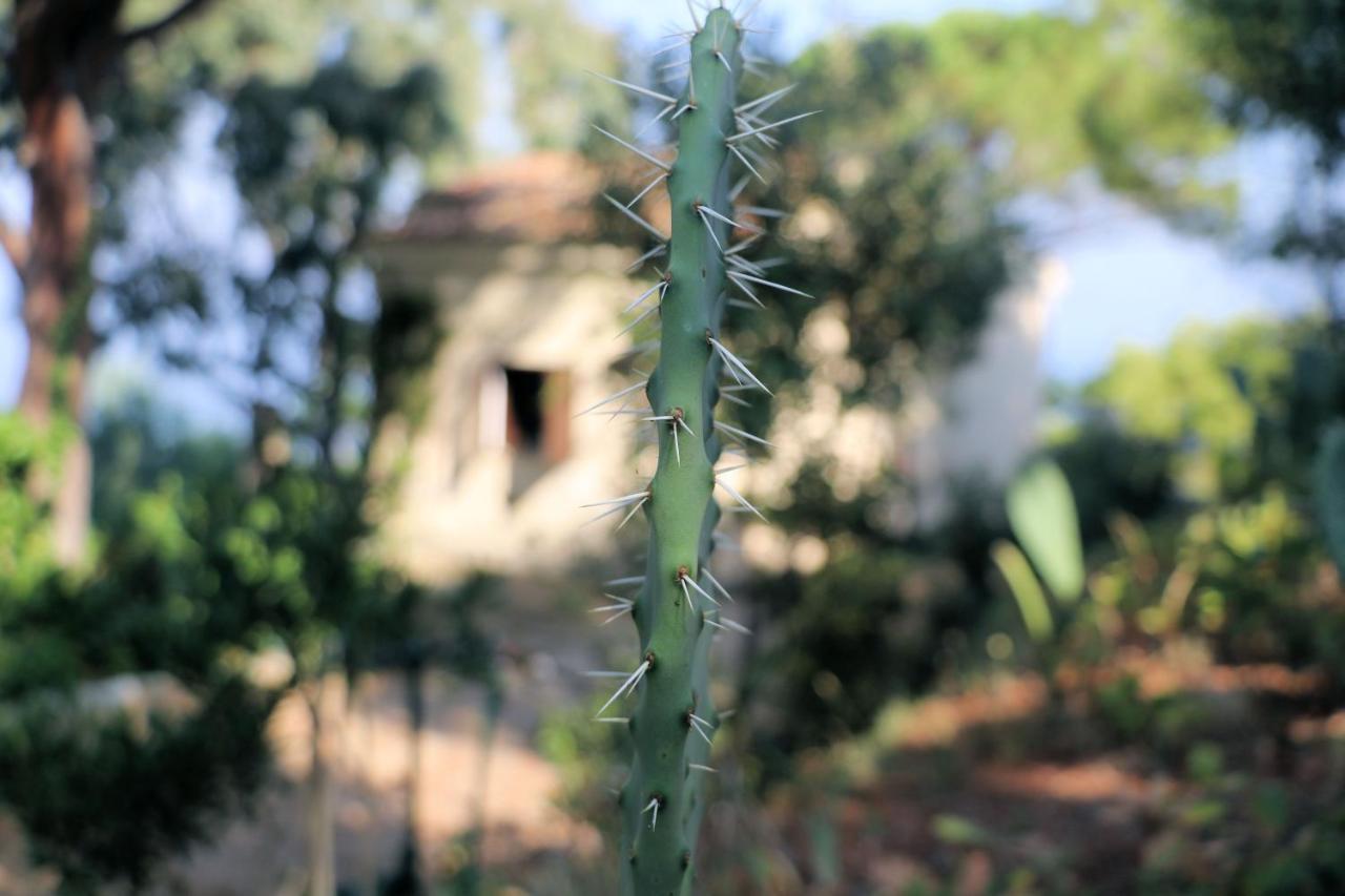 Case Di Berto Capo Vaticano Exterior photo